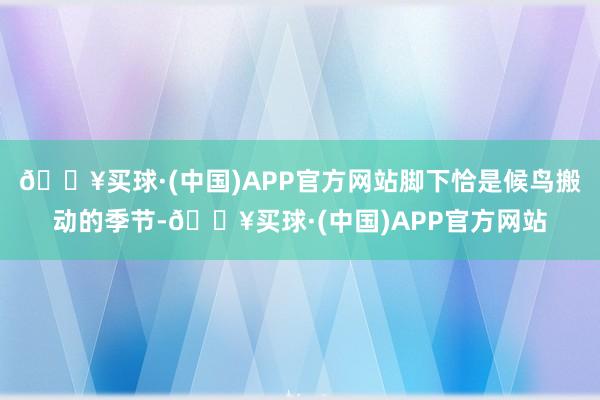 🔥买球·(中国)APP官方网站脚下恰是候鸟搬动的季节-🔥买球·(中国)APP官方网站